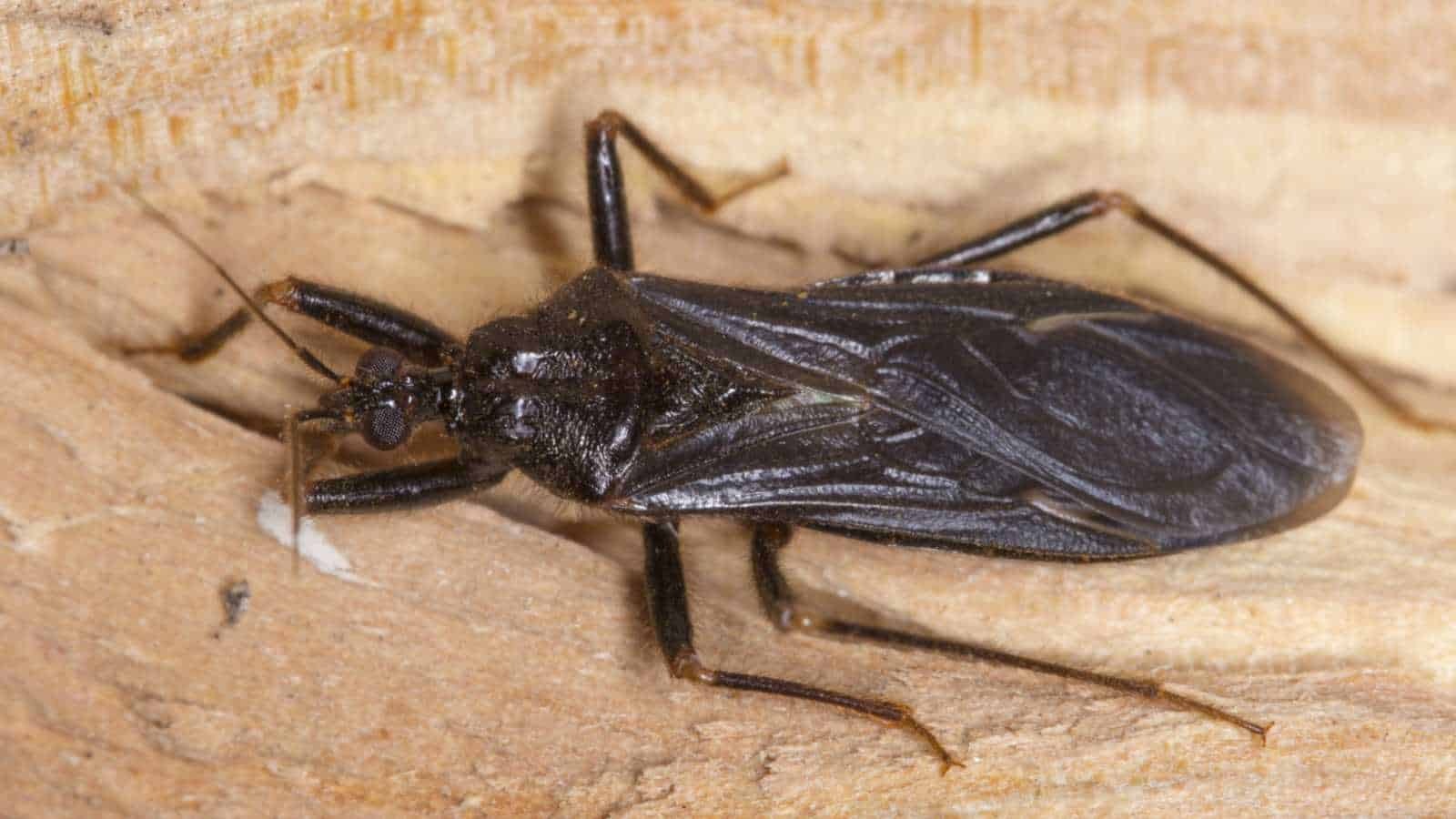 HT6. What To Do If Bitten By An Assassin Bug