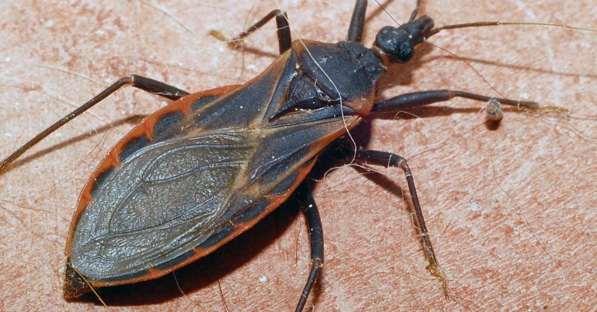 HT6. What You Should Know About Assassin Bug Bites