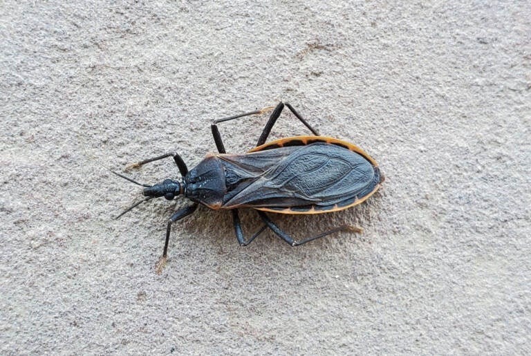 HT6. If you notice this insect in your home, you should go immediately to…