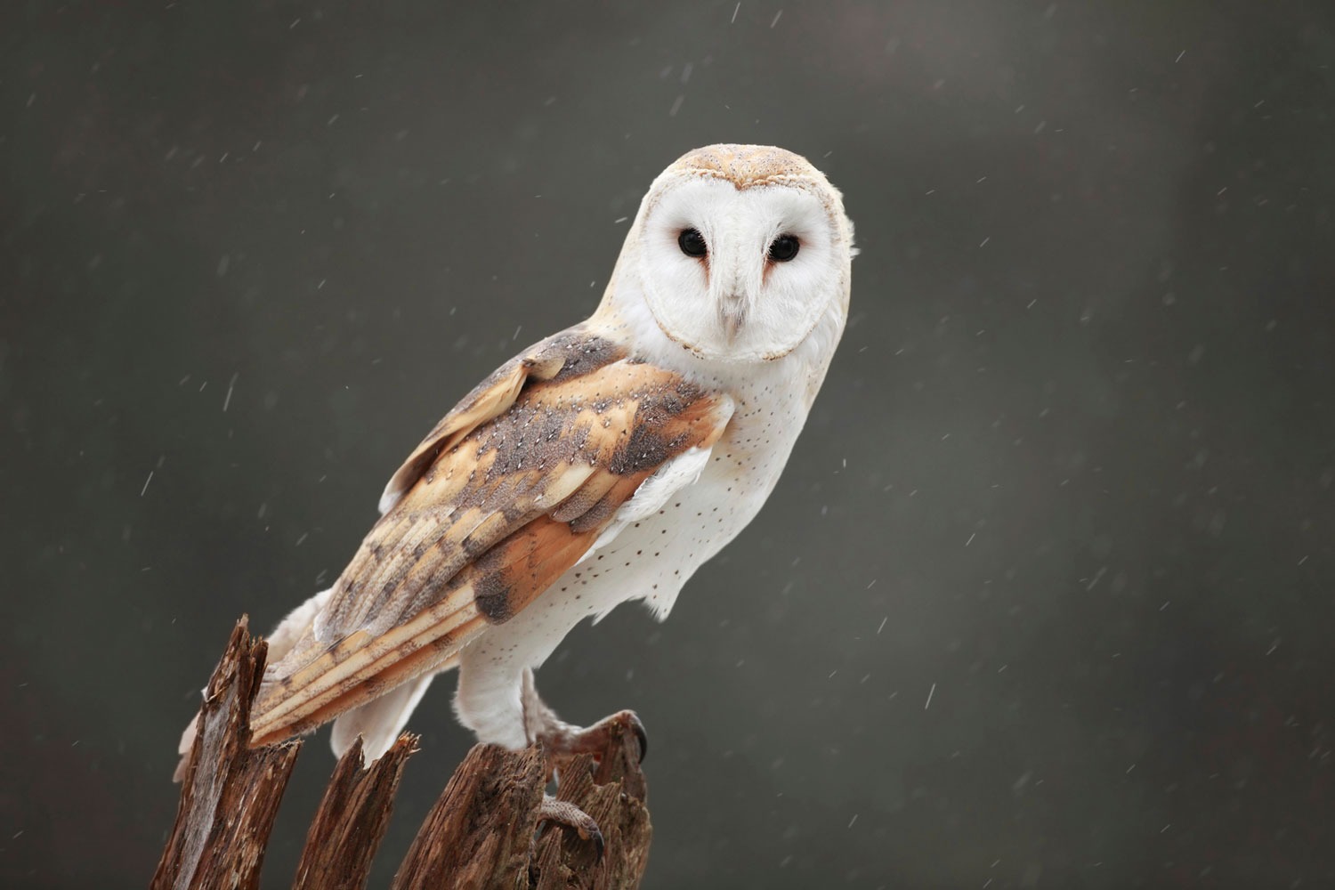 HT6. Did you know that an OWL is hovering around your house when