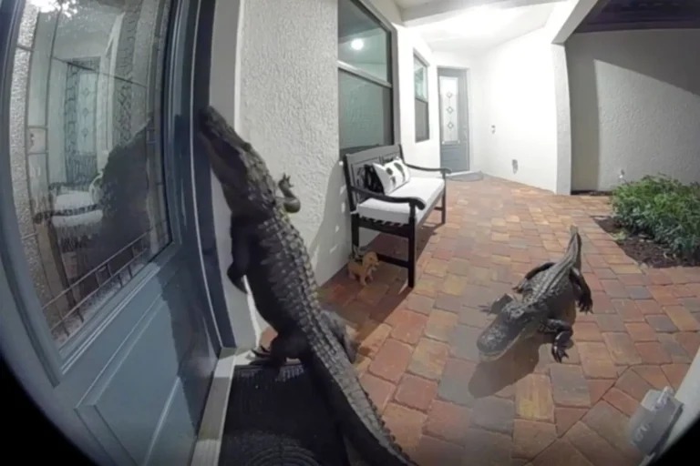HT6. Florida Family Stunned as Two Alligators Knock on Their Door — One Even Stands Like a Human…