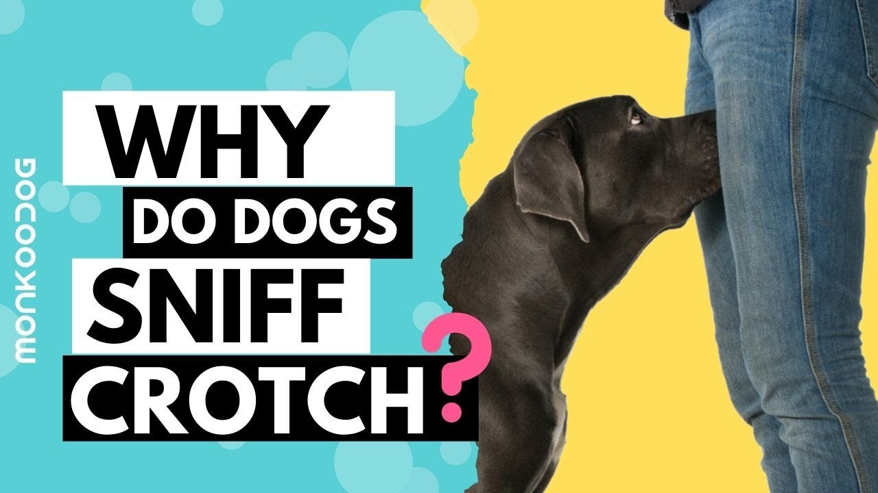 HT6. If your dog is sniffing your genital area, it means you have… s2