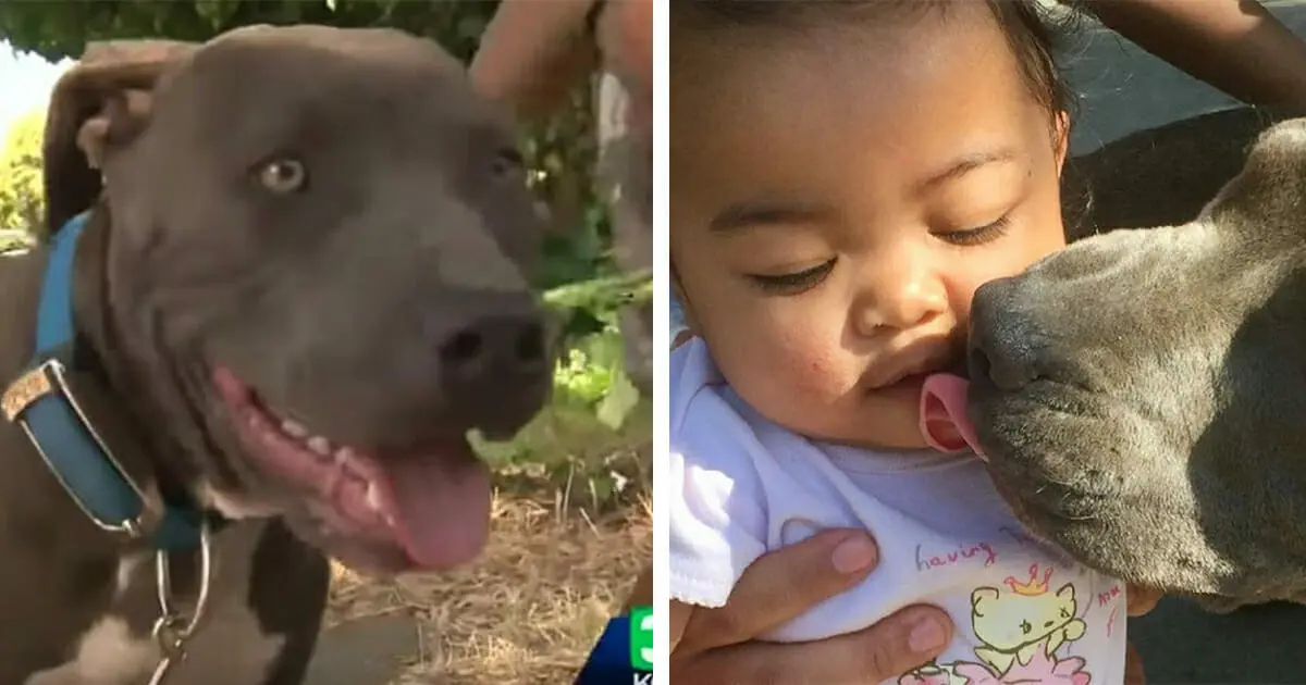 HT6. Pit bull has toddler in mouth by diaper and bangs at back door: Family realizes there’s fire
