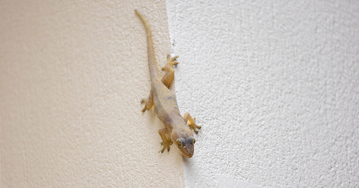 HT6. What Does it Mean When Lizards Appear in Your Home? Exploring the Spiritual and Practical Significance