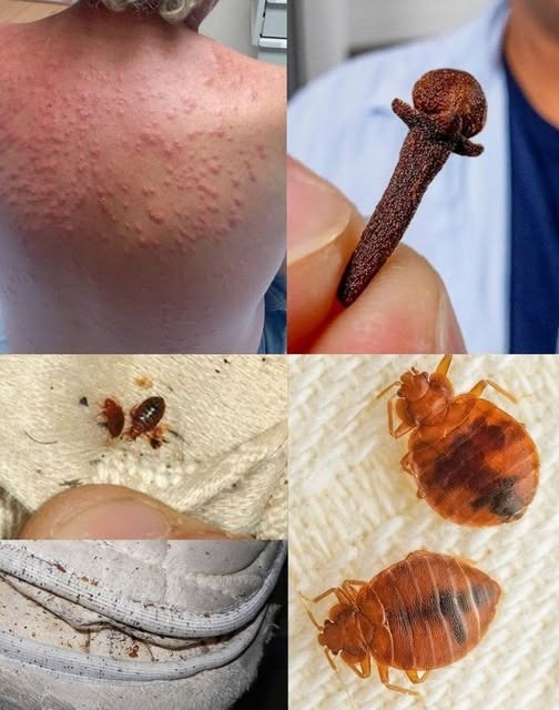 HT6. Natural Pest Control: Eliminate Bed Bugs and Household Pests with Diatomaceous Earth & Cloves