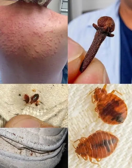 HT6. Natural Pest Control: Eliminate Bed Bugs and Household Pests with Diatomaceous Earth & Cloves