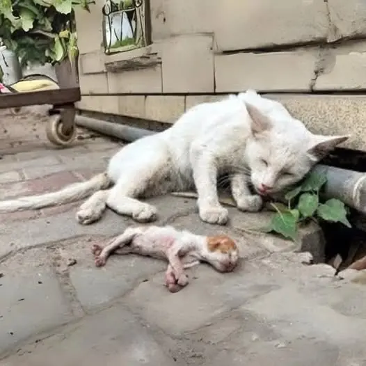 HT6. A Mother Cat’s Eyes Filled with Tears, Fearing Someone Might Steal Her Kitten. A Heart-Wrenching Moment!