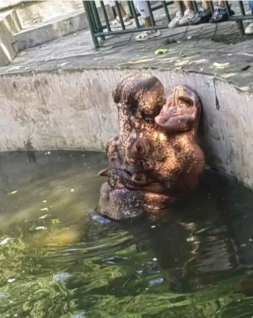 HT6. The Fascinating Optical Illusion of an Underwater Hippo: What Do You See?