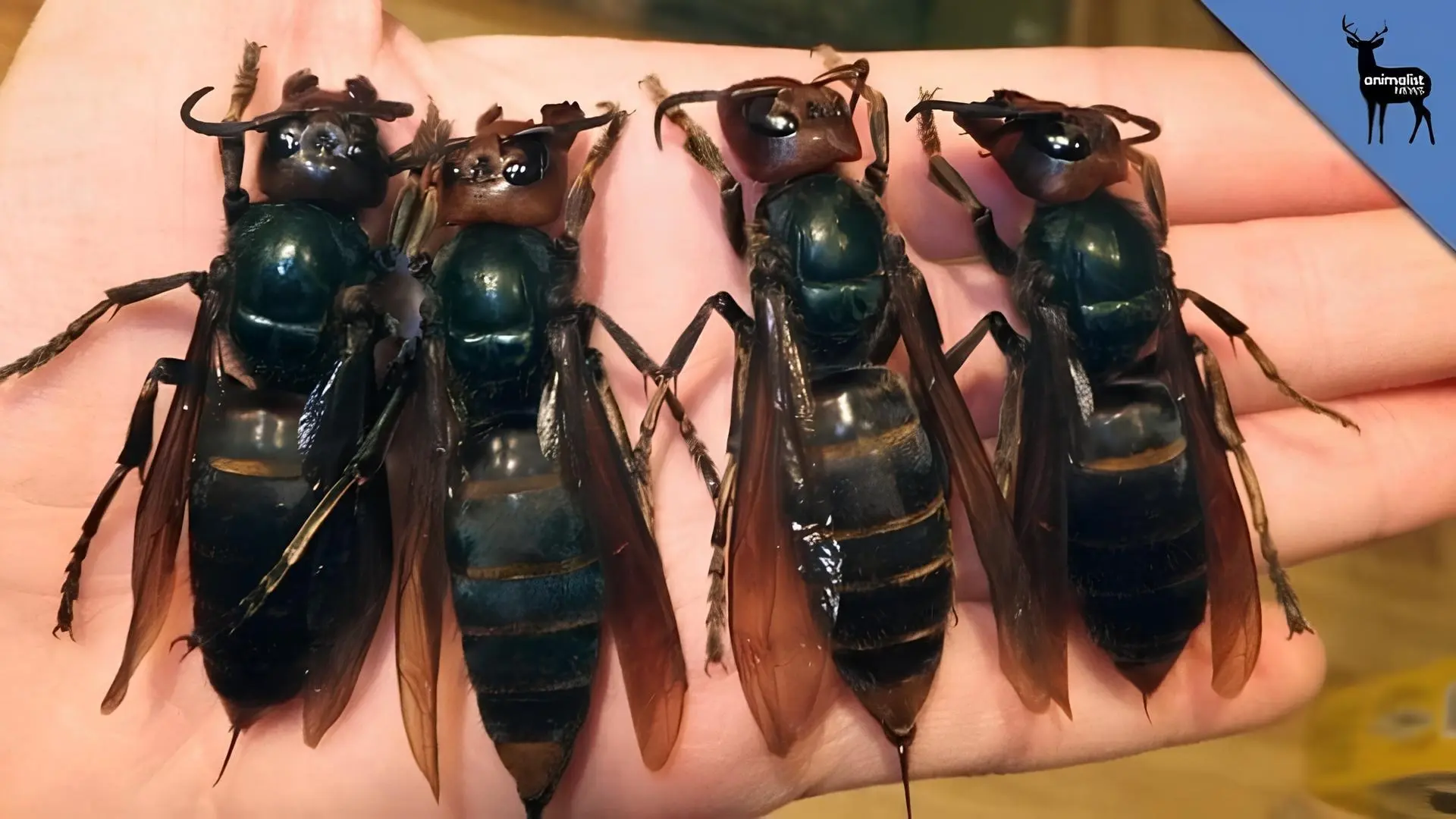 HT6. The world’s most dangerous insect has emerged