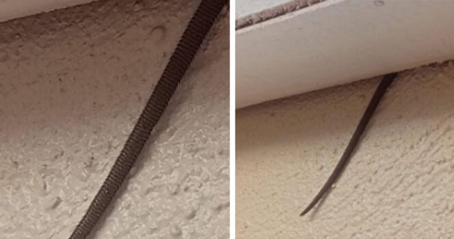 HT6. Mysterious Object Hanging From Ceiling Sends Reddit into a Frenzy – Turns Out, It Was a Rat’s Tail