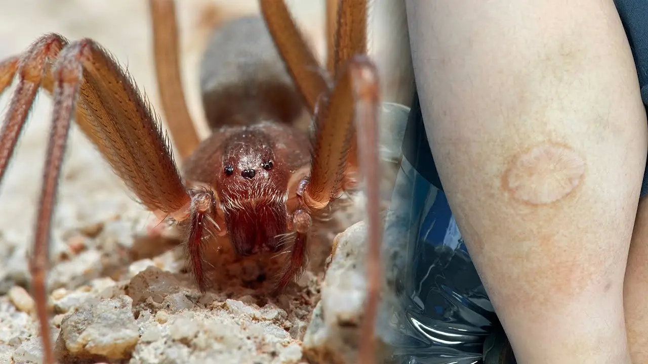 HT6. Brown Recluse Spider: What You Need to Know About This Mysterious Yet Potentially Harmful Arachnid