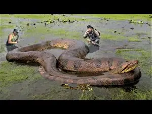 HT6. What they uncovered was beyond their wildest imagination—a woman wrapped inside the belly of the beast…