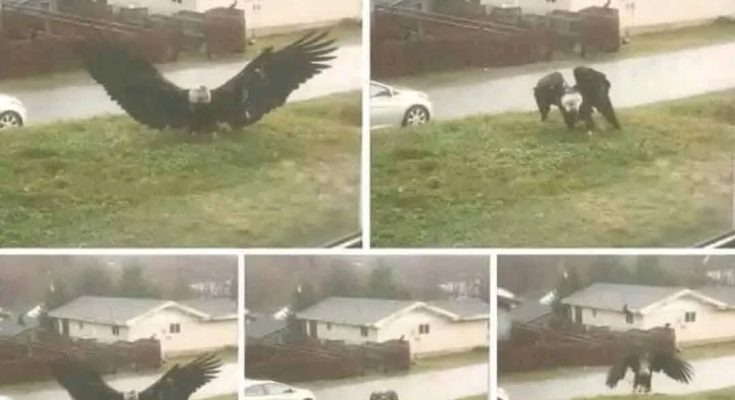 AC. Giant Eagle Captured in Brownsville, Texas: A Stunning Discovery