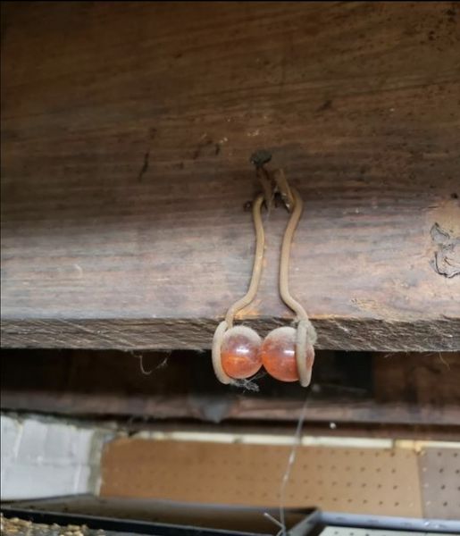 AC. If you see this hanging from the rafters of your home, here’s what it means