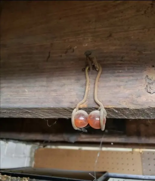 AC. If you see this hanging from the rafters of your home, here’s what it means