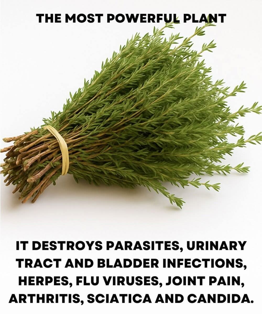 SK. It is among the most powerful plants in the world