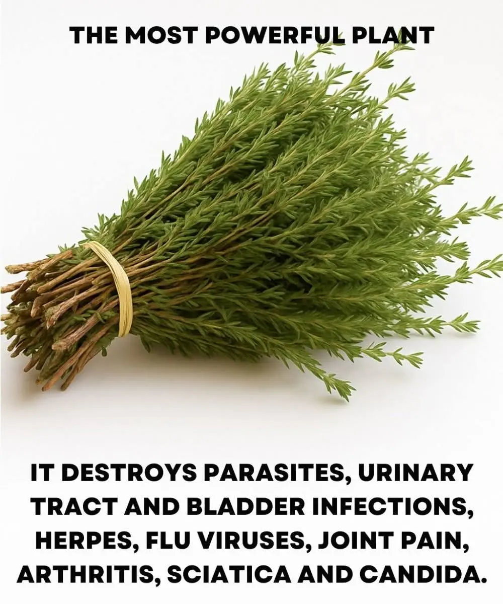 SK. It is among the most powerful plants in the world