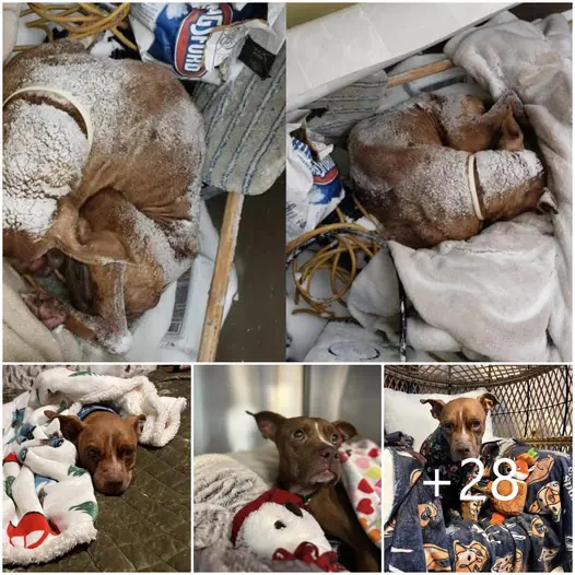AN. An abandoned senior dog, found curled up in a snowstorm, experiences a Christmas miracle, bringing warmth and care into its life.