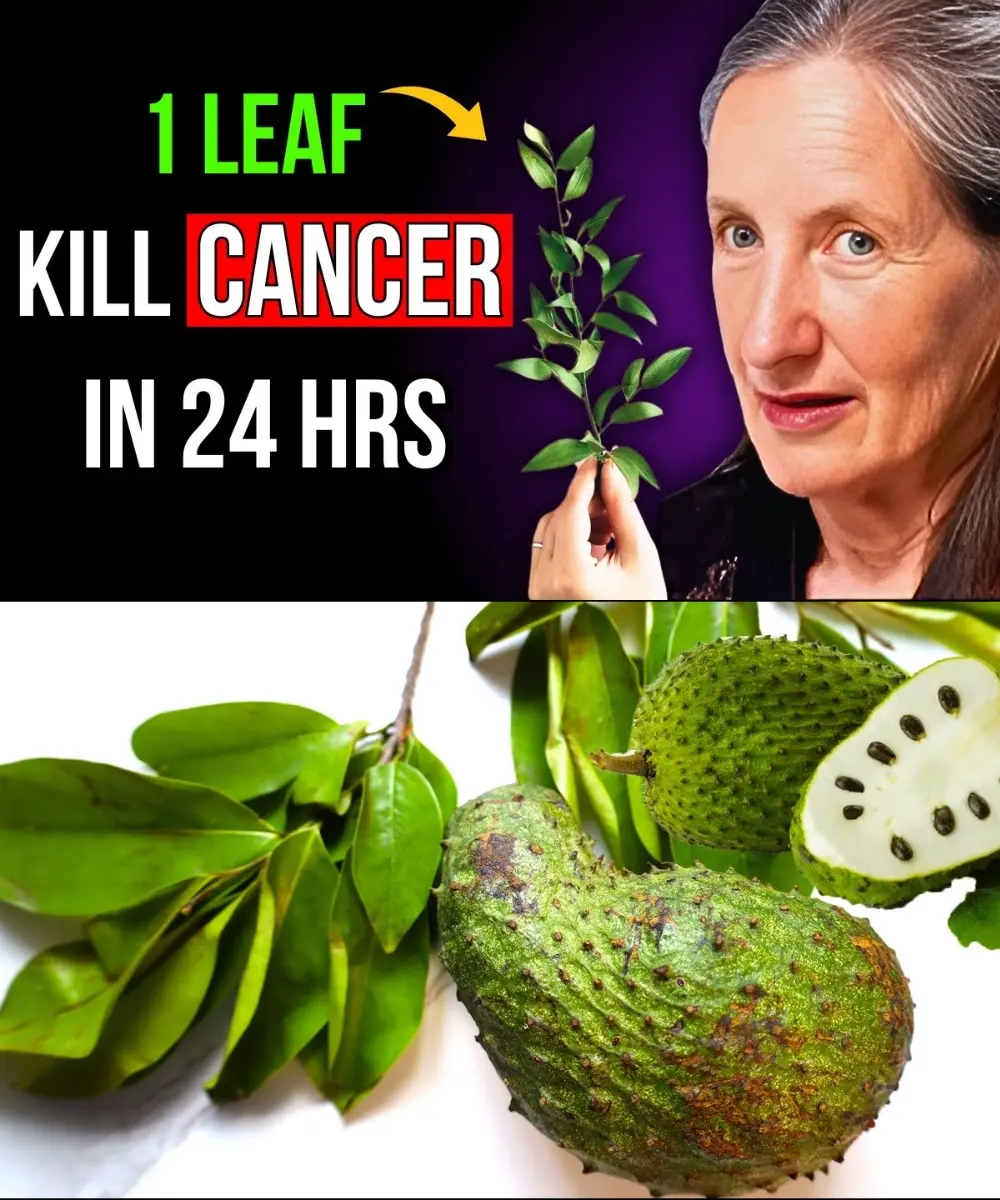 SK. The Natural Secret Pharmacies Won’t Tell You: The Cancer-Fighting Power of Graviola Leaves