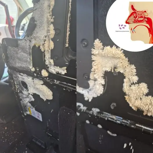 HT6. Something Was Growing Beneath His Car Seat—And It Definitely Wasn’t Just Dust