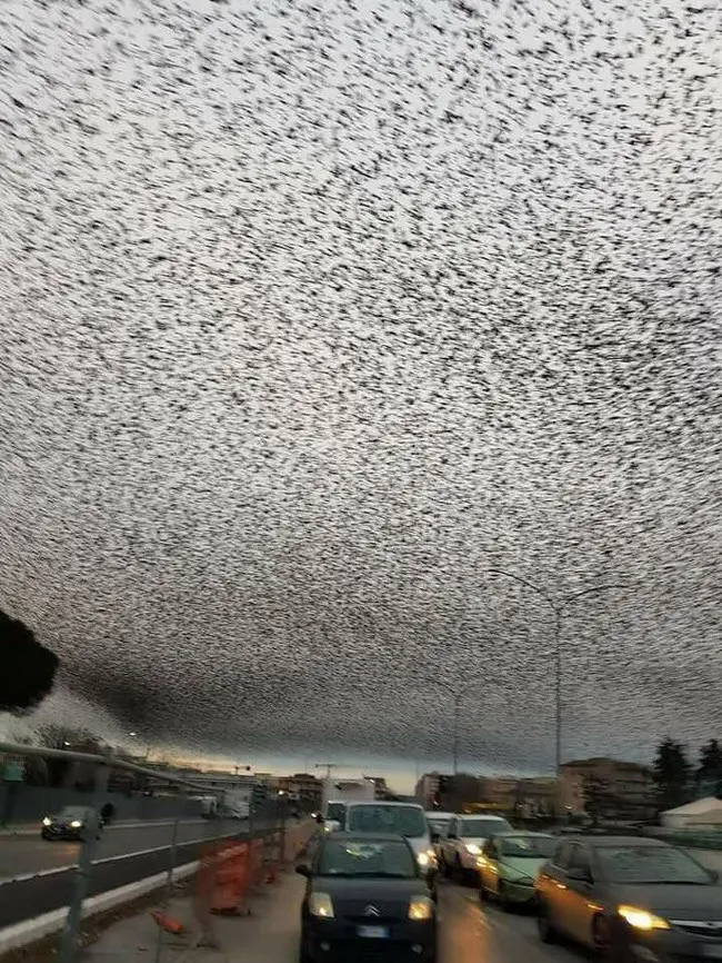 HT6. Mysterious Starlings Darken Rome’s Skies: What’s Behind This Striking Natural Spectacle?