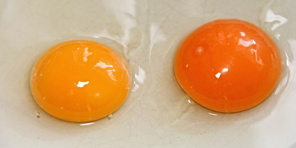 F. How to Tell If an Egg Came from a Healthy Chicken: 6 Signs of Superior Quality