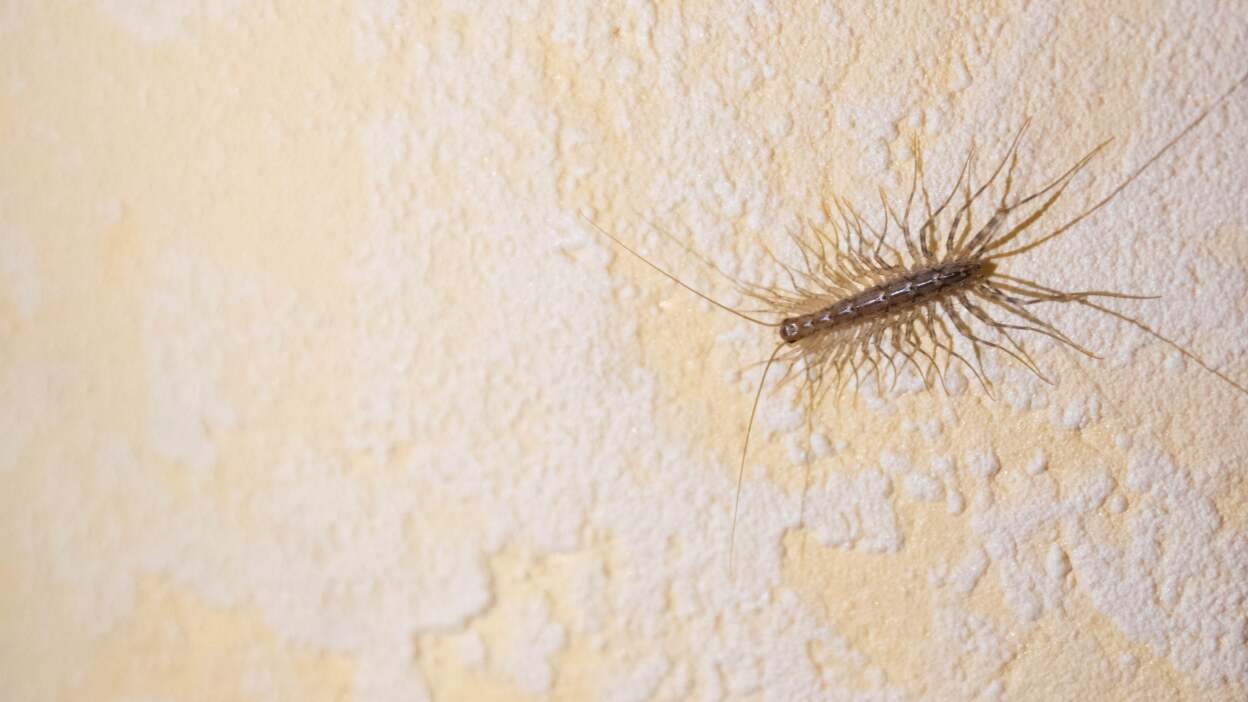 HT6. Why You Should Rethink Killing House Centipedes: Nature’s Pest Control Allies