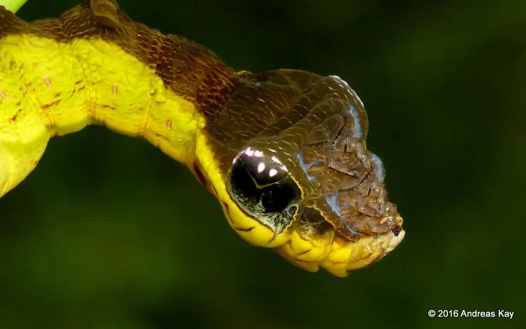 HT6. Woman Mistakes Rare Snake-Like Caterpillar for a Two-Headed Serpent in Argentina Garden
