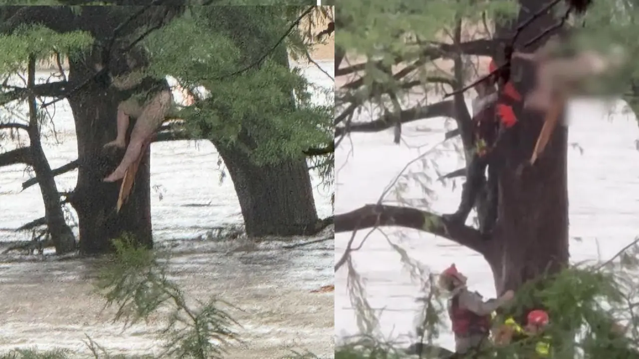 HT6. Viral Video They clung to a tree 30 feet up. For 3 days. Then rescuers…See more