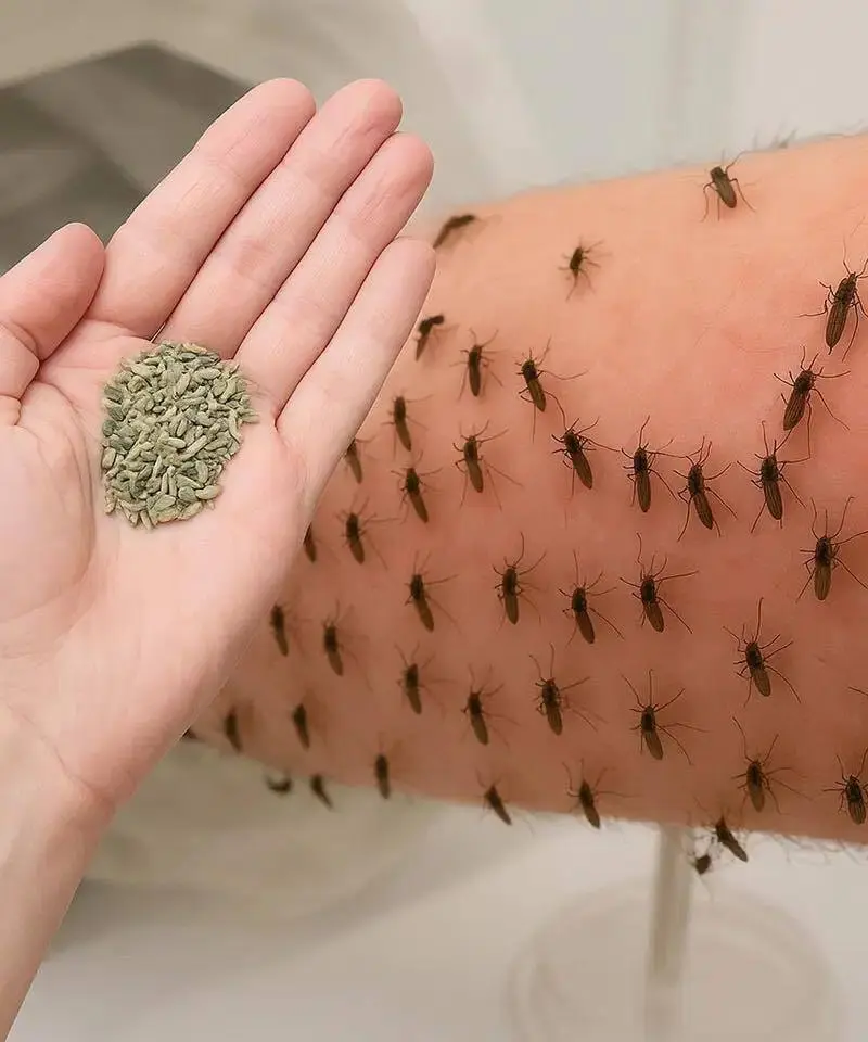 SK. You will never see mosquitoes again if you do THIS