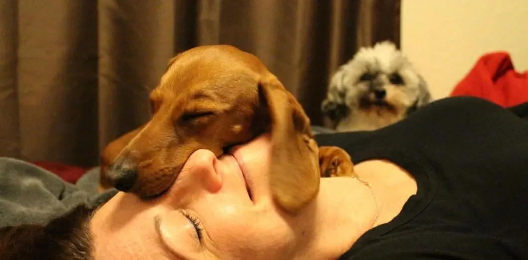 AN. A New Beginning for a Rescued Dachshund: A Story of Healing and Love